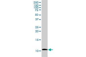 IAPP MaxPab rabbit polyclonal antibody. (Amylin/DAP antibody  (AA 1-89))