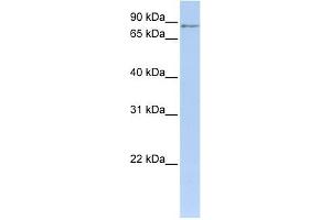 MTO1 antibody used at 1 ug/ml to detect target protein. (MTO1 antibody)