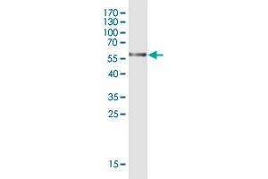 Western Blot detection against Immunogen (60. (GLYATL2 antibody  (AA 1-294))