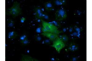 Anti-DYNC1LI1 mouse monoclonal antibody (ABIN2452970) immunofluorescent staining of COS7 cells transiently transfected by pCMV6-ENTRY DYNC1LI1 (RC222010). (DYNC1LI1 antibody)