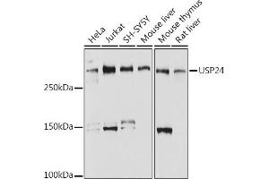 Western blot analysis of extracts of various cell lines, using USP24 antibody (ABIN7271154) at 1:1000 dilution. (USP24 antibody)