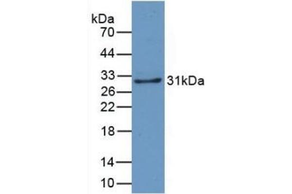 CRYL1 抗体  (AA 24-232)