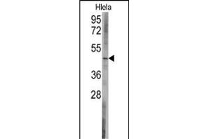 Western blot analysis of anti-BCL2L13 Antibody (C-term) (ABIN392360 and ABIN2841997) in Hela cell line lysates (35 μg/lane). (BCL2L13 antibody  (C-Term))
