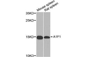 Western blot analysis of extracts of various cell lines, using AIF1 antibody (ABIN5970719) at 1/1000 dilution. (Iba1 antibody)