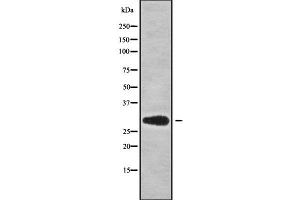 Western blot analysis of MRPS18B using HepG2 whole cell lysates