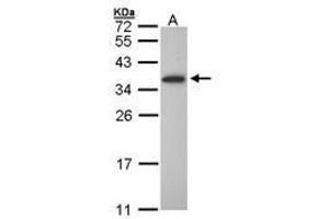 Image no. 1 for anti-Oligodendrocyte Transcription Factor 1 (OLIG1) (AA 193-255) antibody (ABIN467475)