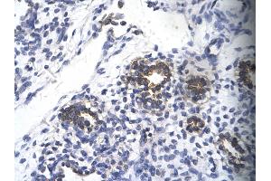 Immunohistochemistry (IHC) image for anti-Ribosomal Protein S16 (RPS16) (N-Term) antibody (ABIN2777990)