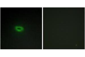 Immunofluorescence analysis of A549 cells, using ECRG4 Antibody. (C2orf40 antibody  (AA 41-90))
