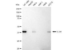 Western blotting analysis using c-Jun antibody (ABIN7799145). (Recombinant C-JUN antibody)