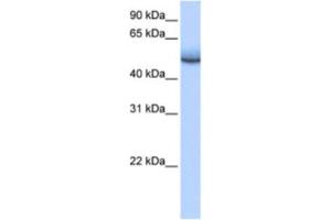 Western Blotting (WB) image for anti-Zinc Finger Protein 486 (ZNF486) antibody (ABIN2463449) (ZNF486 antibody)