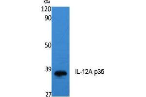 Western Blotting (WB) image for anti-Interleukin 12 alpha (IL12A) (Internal Region) antibody (ABIN3178121) (IL12A antibody  (Internal Region))