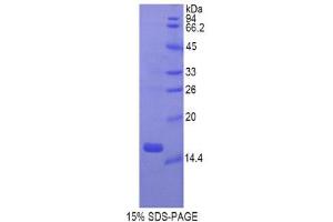 SDS-PAGE (SDS) image for Gastrokine 1 (GKN1) (AA 27-151) protein (His tag) (ABIN1877722) (Gastrokine 1 Protein (GKN1) (AA 27-151) (His tag))