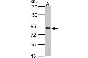WB Image HNF1 alpha antibody [N1N3] detects HNF1 alpha protein by Western blot analysis. (HNF1A antibody)