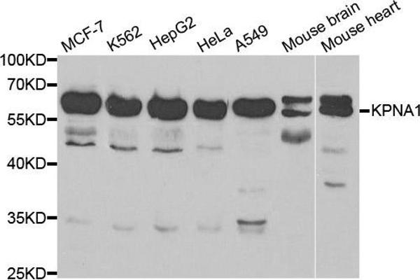 KPNA1 antibody  (AA 1-300)