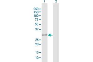 Western Blot analysis of NRG1 expression in transfected 293T cell line by NRG1 MaxPab polyclonal antibody. (Neuregulin 1 antibody  (AA 1-241))