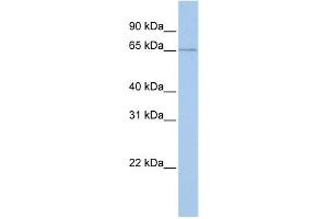 GPR161 antibody  (Middle Region)