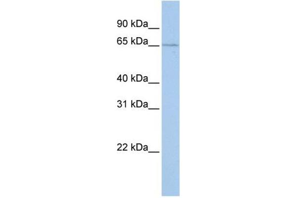 GPR161 antibody  (Middle Region)