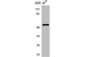 Western Blot analysis of HeLa cells using TFDP1 Polyclonal Antibody (DP1 antibody  (C-Term))