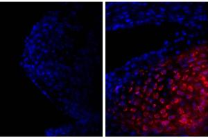 Frozen newborn mouse cartilage section was stained with Goat Anti-Type II Collagen-UNLB and DAPI. (COL2 antibody)