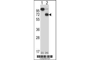 Western blot analysis of ARIH2 using rabbit polyclonal ARIH2 Antibody using 293 cell lysates (2 ug/lane) either nontransfected (Lane 1) or transiently transfected (Lane 2) with the ARIH2 gene. (ARIH2 antibody  (C-Term))