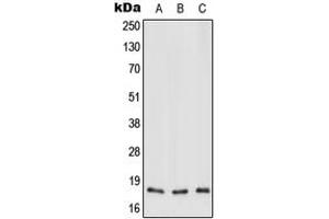 Western blot analysis of MT-ND3 expression in HEK293T (A), Raw264. (MT-ND3 antibody  (N-Term))