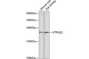 Western blot analysis of extracts of various cell lines, using PTPN23 antibody (ABIN1682396, ABIN3019081, ABIN3019082 and ABIN6220704) at 1:1000 dilution. (PTPN23 antibody  (AA 1230-1450))