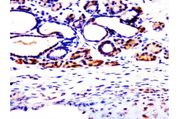 SASS6 antibody
