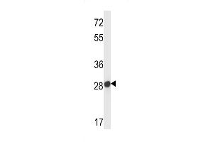 Mouse Olfr545 Antibody (ABIN658561 and ABIN2850506) western blot analysis in mouse liver tissue lysates (35 μg/lane). (Olfr545 antibody  (C-Term))