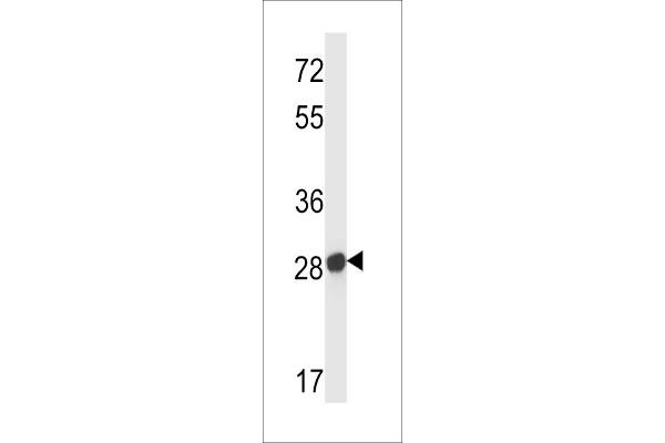 Olfr545 anticorps  (C-Term)