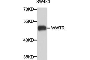 Western blot analysis of extracts of SW480 cells, using WWTR1 antibody (ABIN5974805) at 1/1000 dilution. (WWTR1 antibody)