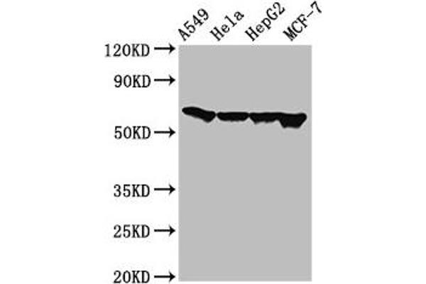 FZD1 antibody  (AA 125-225)