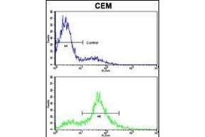 Flow cytometric analysis of CEM cells using EphA4 Antibody (N-term) (bottom histogram) compared to a negative control cell (top histogram). (EPH Receptor A4 antibody  (N-Term))