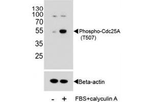 Western blot analysis of extracts from HeLa cells, untreated or treated with Calyculin A, using phospho-Cdc25A antibody. (CDC25A antibody  (pThr507))