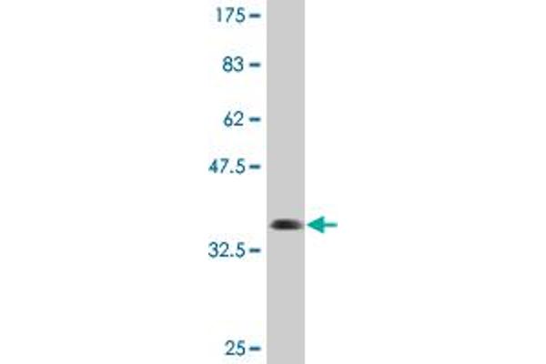 TNRC6B antibody  (AA 153-252)