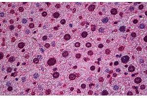 Mouse Liver: Formalin-Fixed, Paraffin-Embedded (FFPE) (HES5 antibody  (AA 83-95))