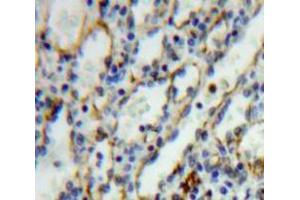IHC-P analysis of Spleen tissue, with DAB staining. (IL27 Receptor alpha antibody  (AA 117-350))