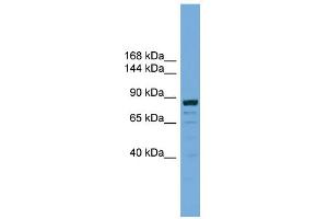 WB Suggested Anti-ATG9B Antibody Titration: 0. (ATG9B antibody  (C-Term))