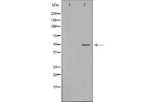 Western blot analysis of extracts of HeLa , using DRD1antibody. (Dopamine Receptor d1 antibody  (N-Term))