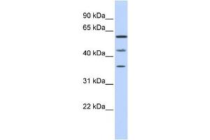 Western Blotting (WB) image for anti-PHD Finger Protein 23 (PHF23) antibody (ABIN2459473)