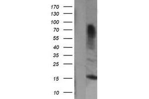 Image no. 1 for anti-Growth Arrest and DNA-Damage-Inducible, gamma (GADD45G) antibody (ABIN1497602) (GADD45G antibody)