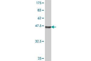 Western Blot detection against Immunogen (41. (TOMM22 antibody  (AA 1-142))