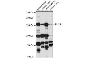 Western blot analysis of extracts of various cell lines, using PLCL1 antibody (ABIN6293909) at 1:1000 dilution. (PLCL1 antibody)