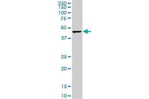 Western Blotting (WB) image for anti-Cytidine Monophosphate N-Acetylneuraminic Acid Synthetase (CMAS) (AA 164-264) antibody (ABIN466224) (CMAS antibody  (AA 164-264))