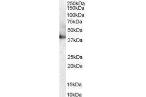 Western Blotting (WB) image for anti-RAE1 RNA Export 1 Homolog (S. Pombe) (RAE1) (C-Term) antibody (ABIN2466179) (RAE1 antibody  (C-Term))