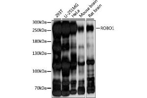 Western blot analysis of extracts of various cell lines, using ROBO1 antibody (ABIN7270110) at 1:1000 dilution. (ROBO1 antibody  (AA 1452-1651))