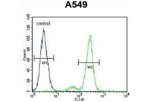 CE164 Antibody (N-term) flow cytometric analysis of A549 cells (right histogram) compared to a negative control cell (left histogram). (CEP164 antibody  (N-Term))