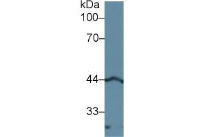 Western blot analysis of Rat Pancreas lysate, using Human LEFTY1 Antibody (1 µg/ml) and HRP-conjugated Goat Anti-Rabbit antibody ( (LEFTY1 antibody  (AA 78-361))
