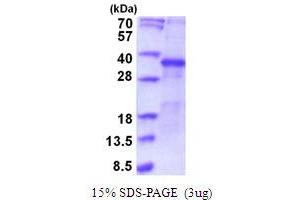 SDS-PAGE (SDS) image for Secreted Frizzled-Related Protein 5 (SFRP5) (AA 30-317) protein (His tag) (ABIN5854078)