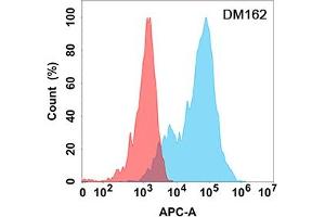 Flow cytometry analysis with Anti-EPHA3 (DM162) on Expi293 cells transfected with human EPHA3 (Blue histogram) or Expi293 transfected with irrelevant protein (Red histogram). (EPH Receptor A3 antibody  (AA 21-541))