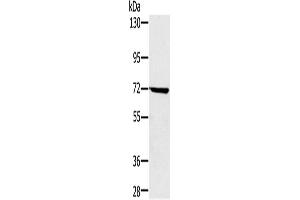 Western Blotting (WB) image for anti-Nucleoporin 85kDa (NUP85) antibody (ABIN2423953) (NUP85 antibody)